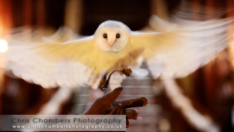 Wedding at Allerton castle North Yorkshire. The Barn owl delivers the Rings to the bride and groom during the wedding ceremony. photography Chris Chambers